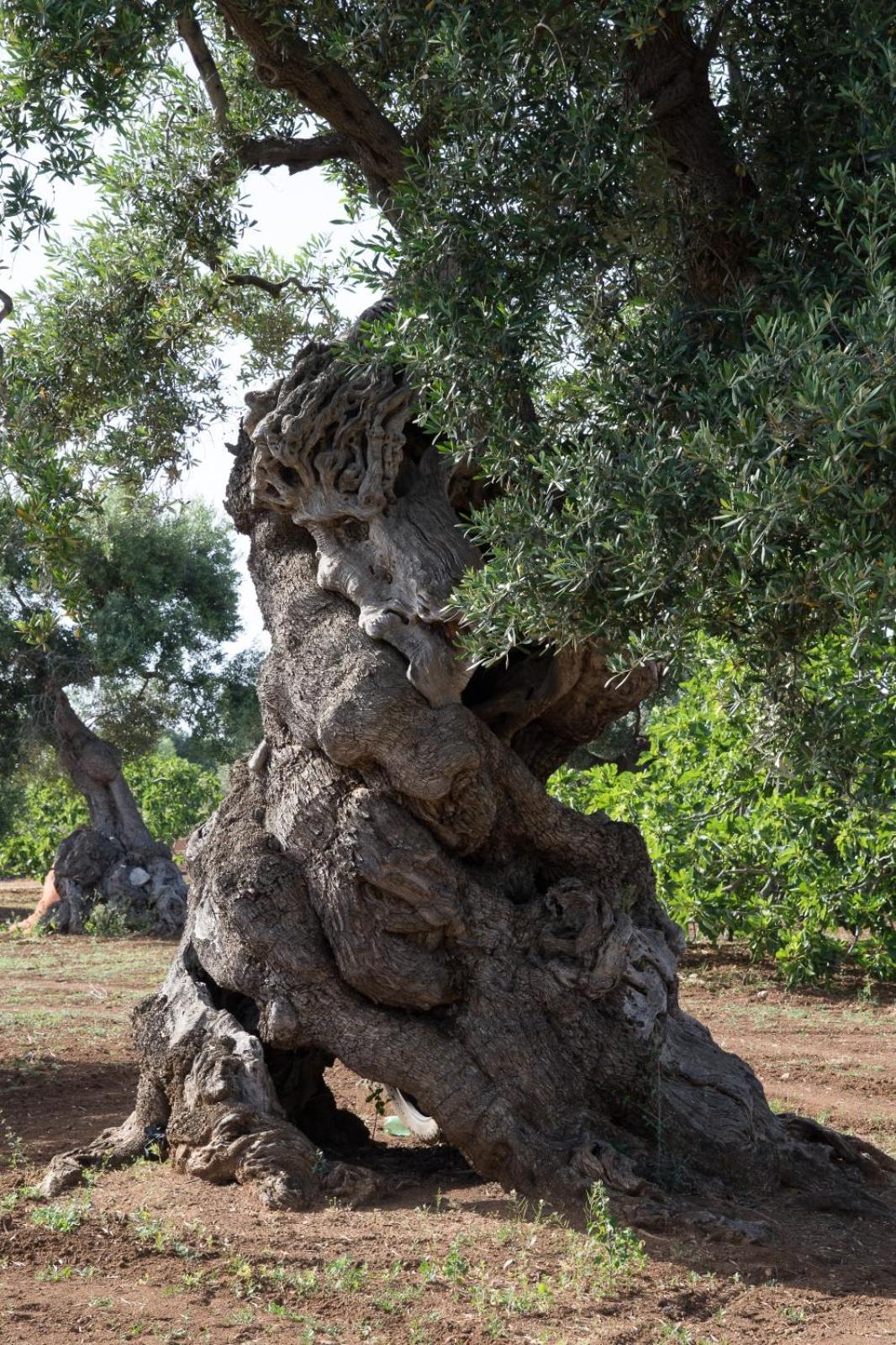 Dimora Rudiae Lecce Bed and Breakfast Buitenkant foto